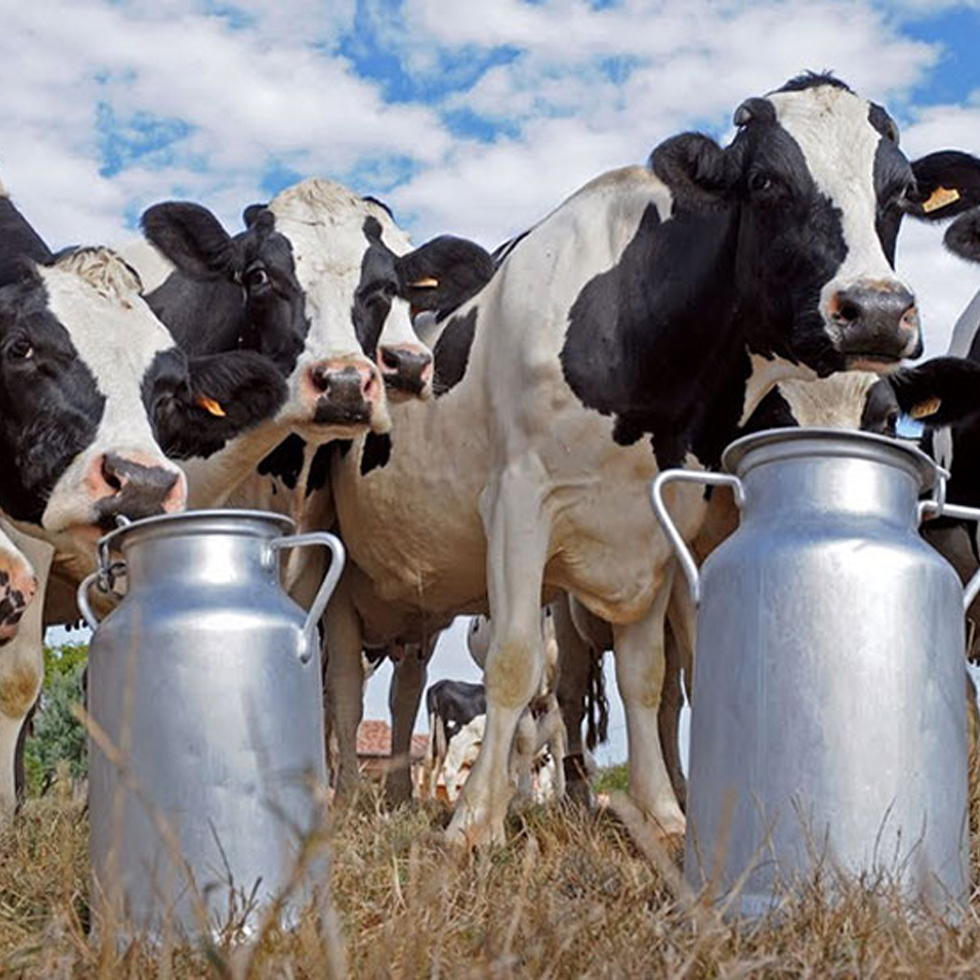 Vacas